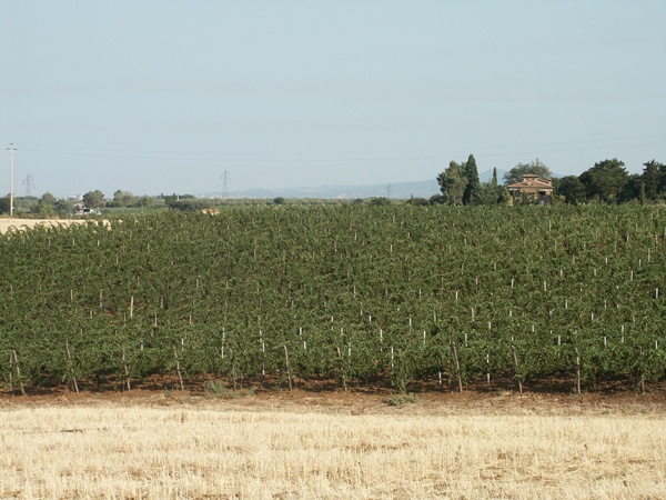 Azienda Agricola Biologica